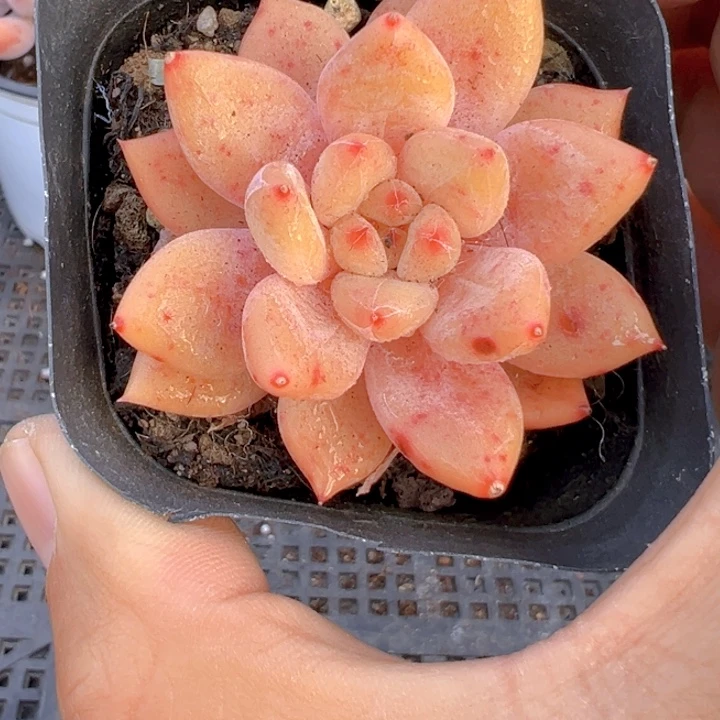 百合梦露杂【一物一拍】香尔卉园艺