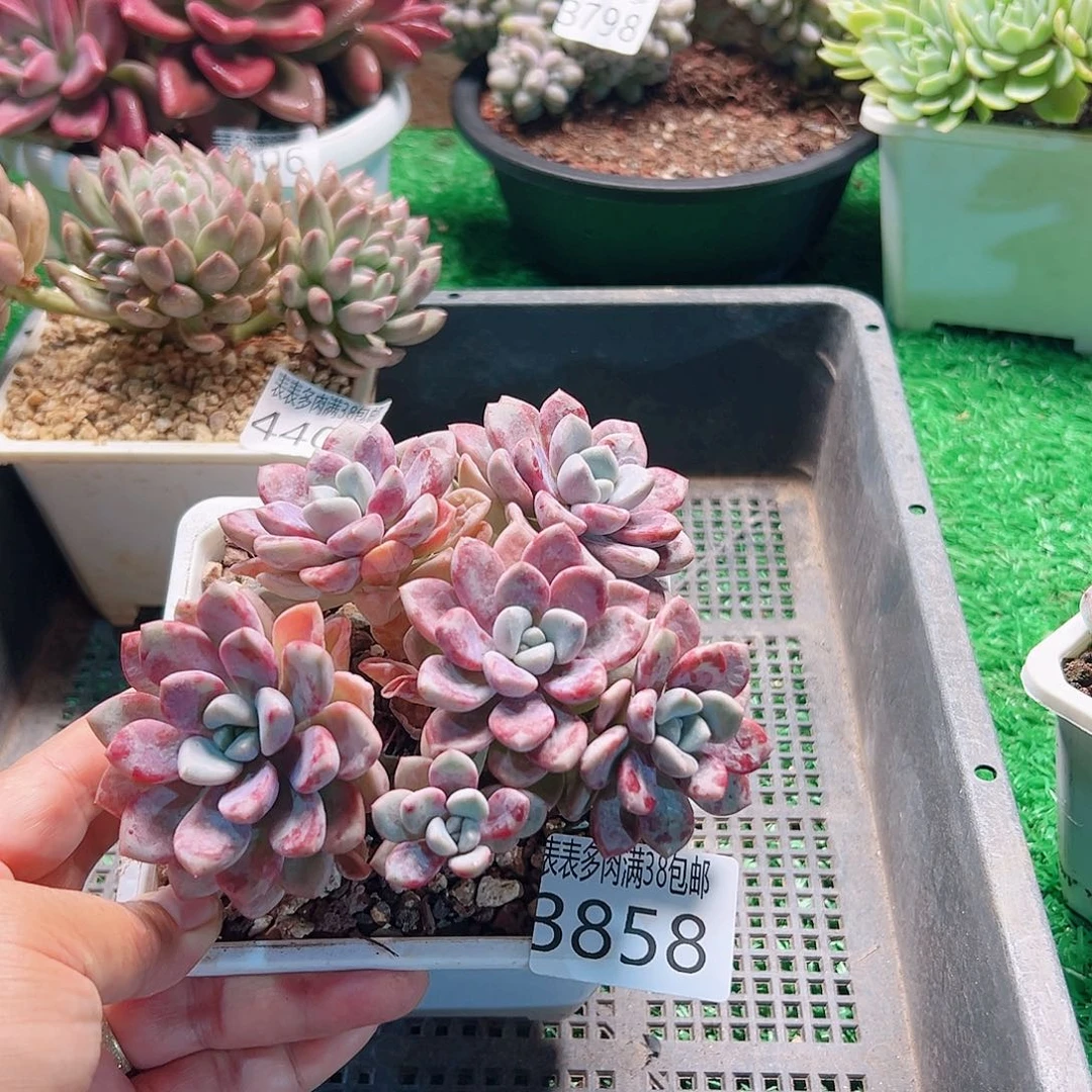 无花朵多肉一物一拍植物3858