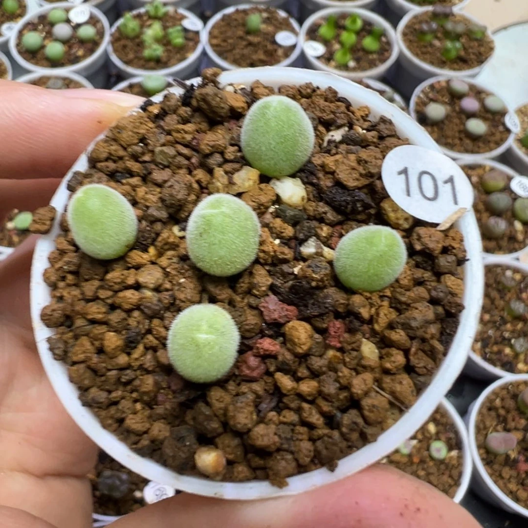 宝辉玉1颗脱土101000