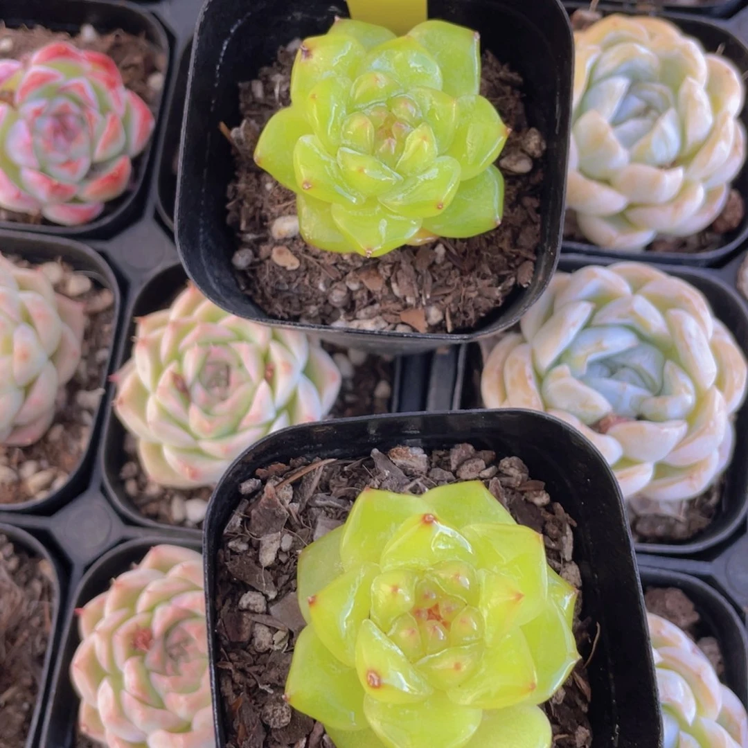 684号 绿透甜心珍妮一个