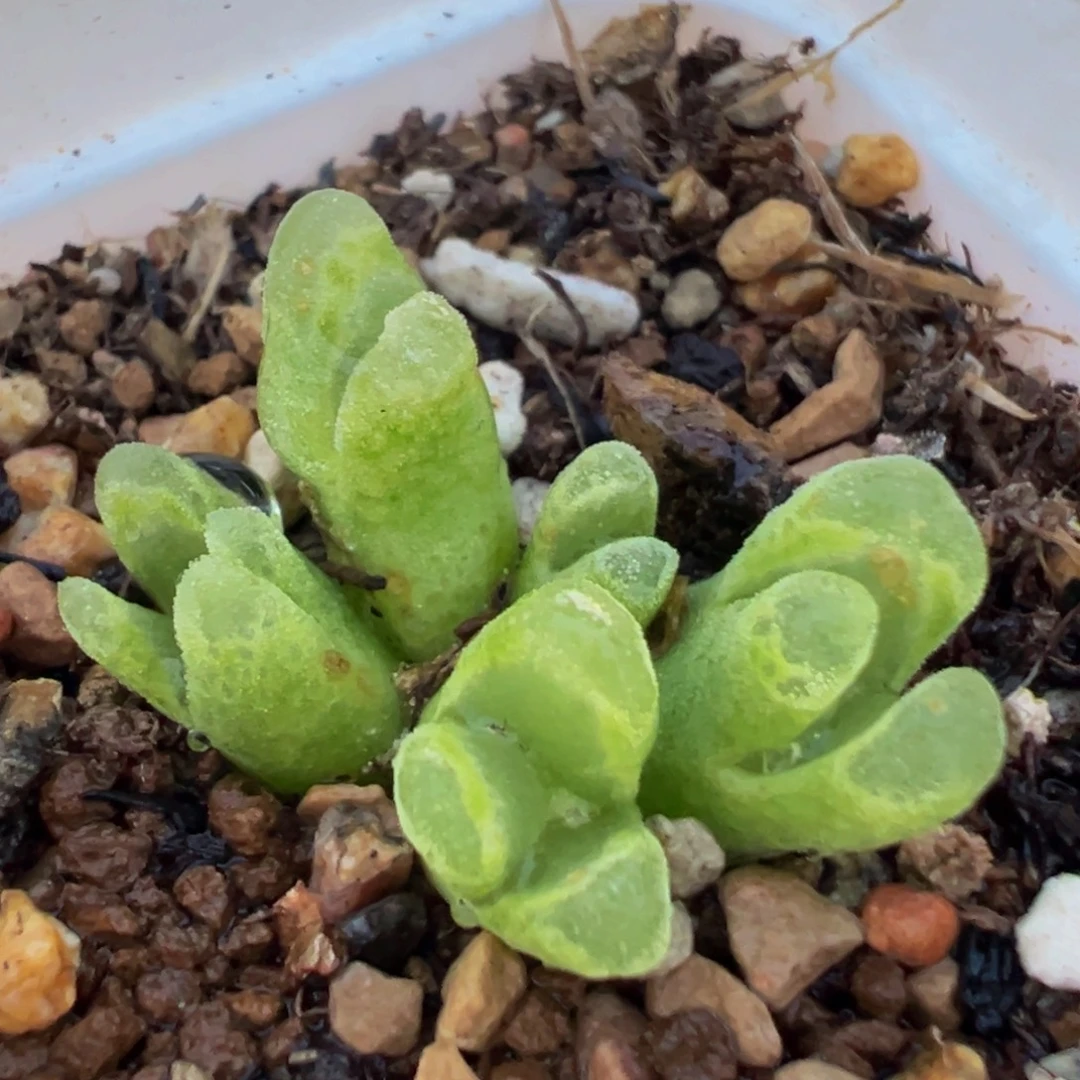 309多肉植物百科植物