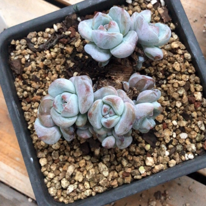 星影石榴籽福利出