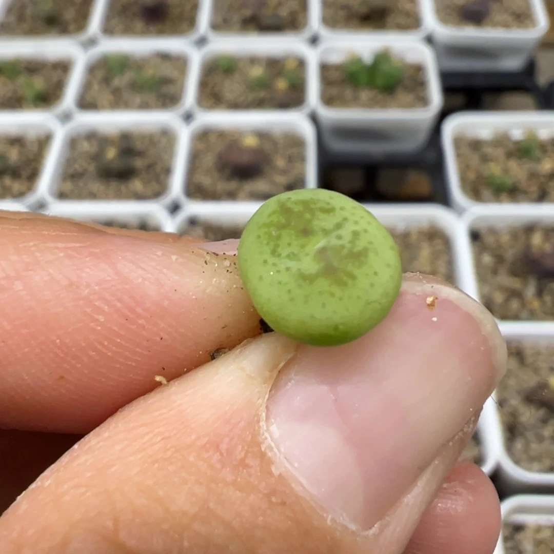 茶***手水桃x猴 尝鲜价格
