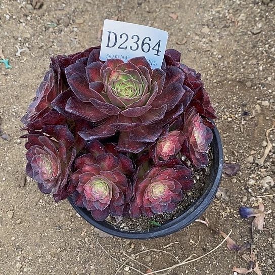 2364海王多肉七彩