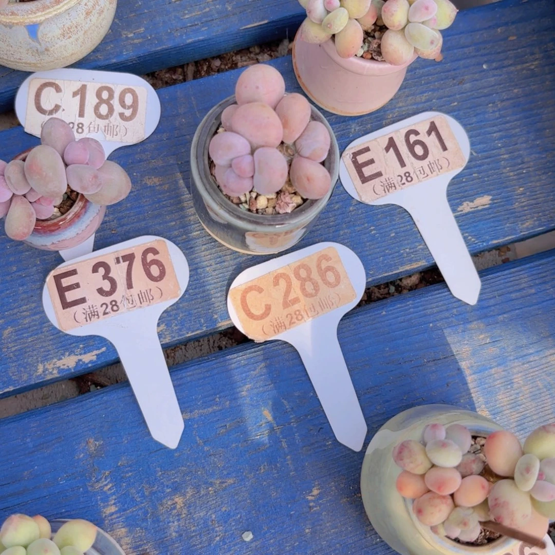 C286奶酪一物一拍