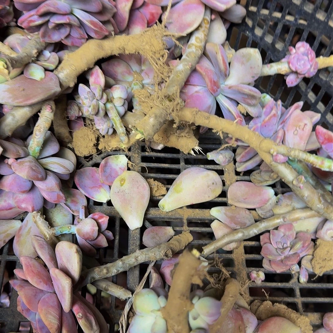 多肉断枝 不包损不售后