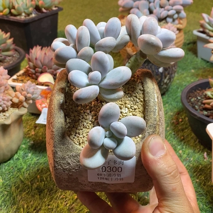 0300啊啊啊啊啊啊啊啊啊