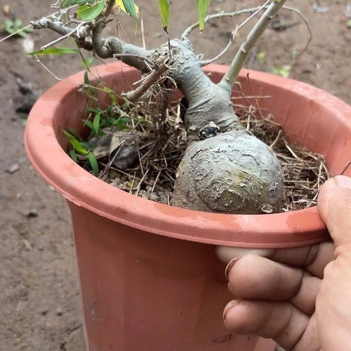 骉***骉无花朵哈哈哈哈哈