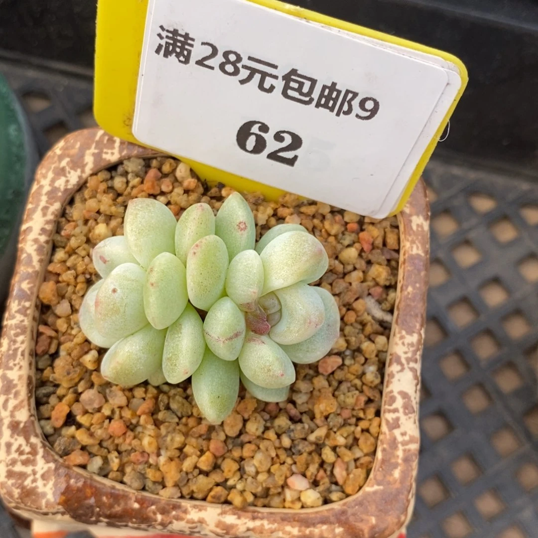 962福利冰玉石化多肉植物