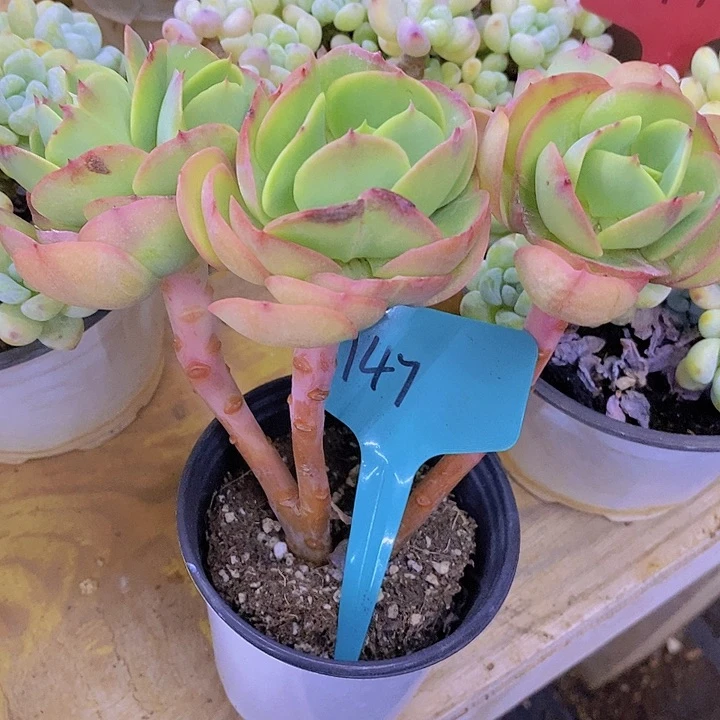 开心多肉植物多肉