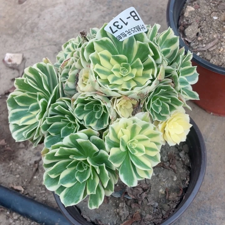 137迈巴赫多肉12345678