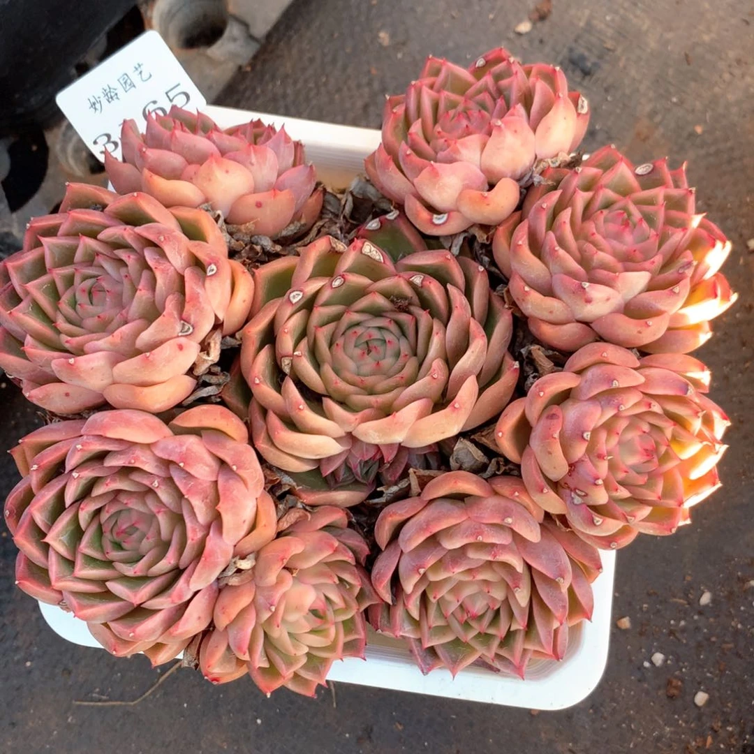 3165叶片有伤特价处理