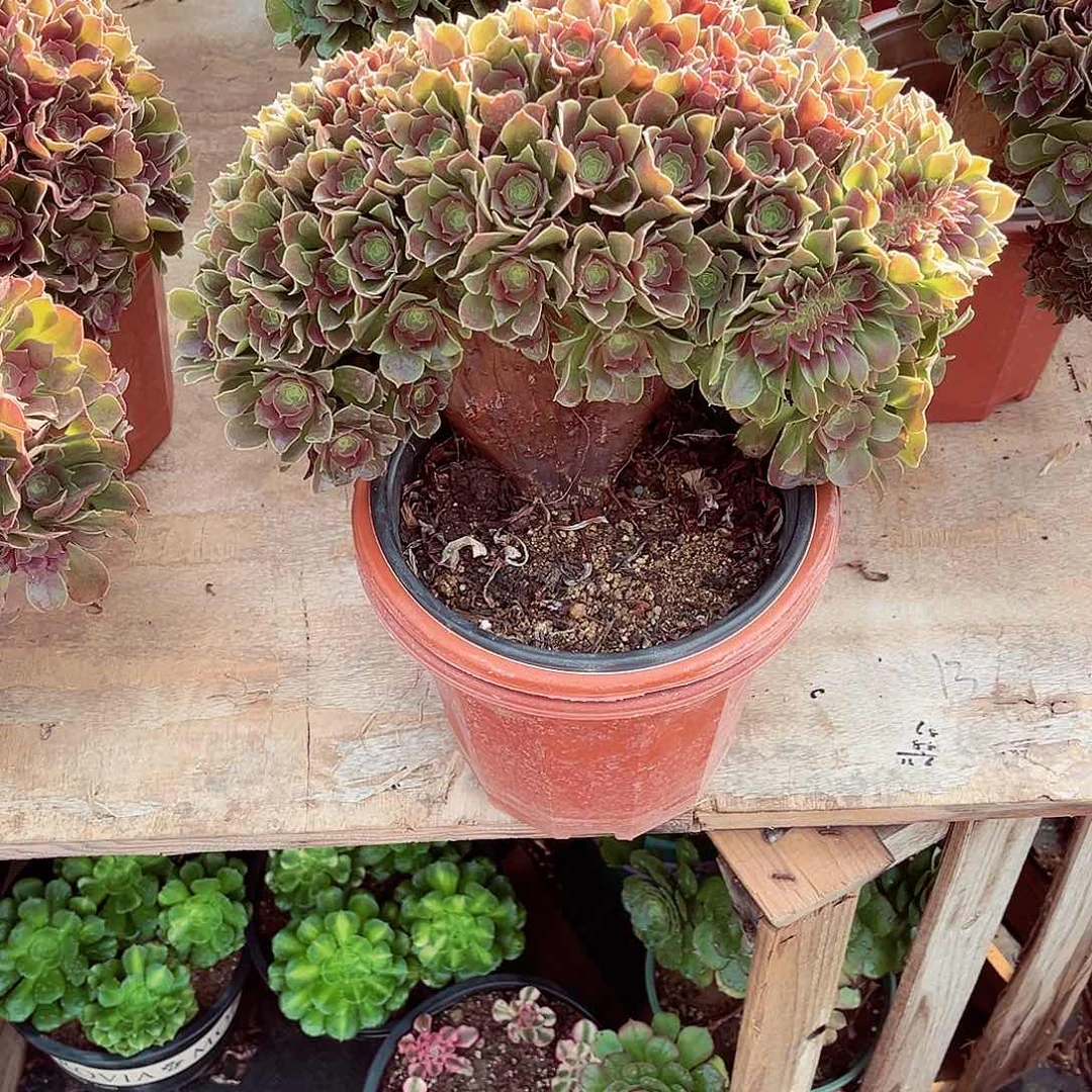 法师多肉漂亮漂亮