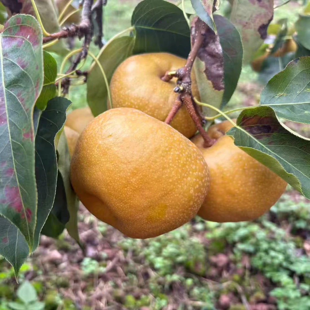 辛平优选云南大理大美梨老品种梨又甜又多汁当季水果产地直发