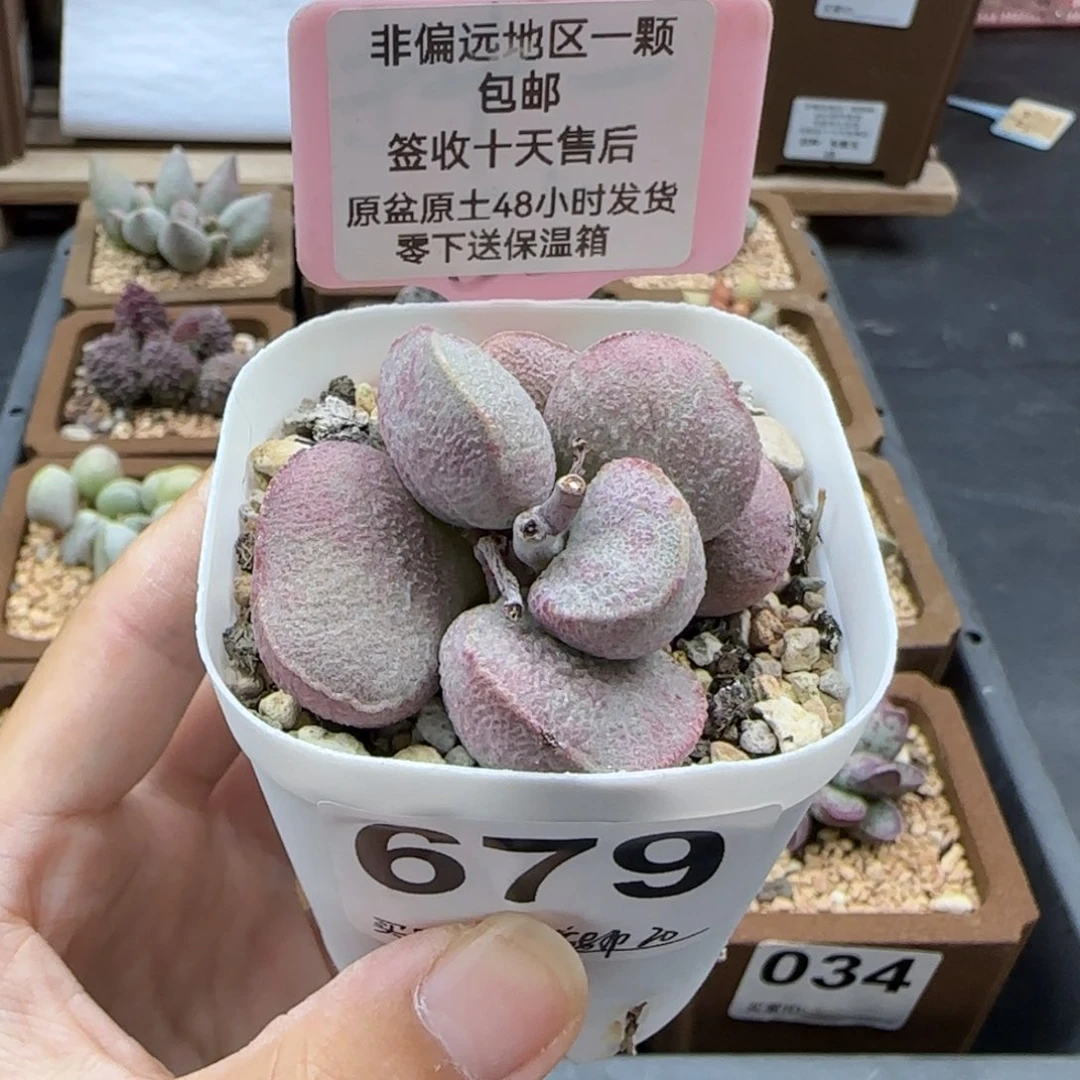 679黛安娜多肉植物