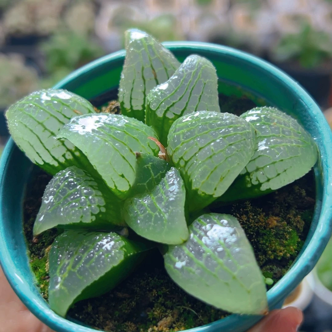 天空之境玉露多肉多肉1