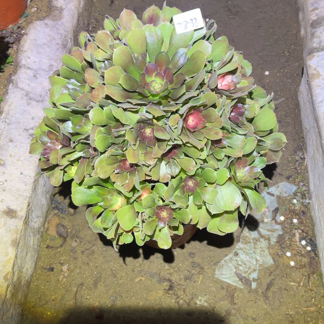 12-28-33流星雨法师锦