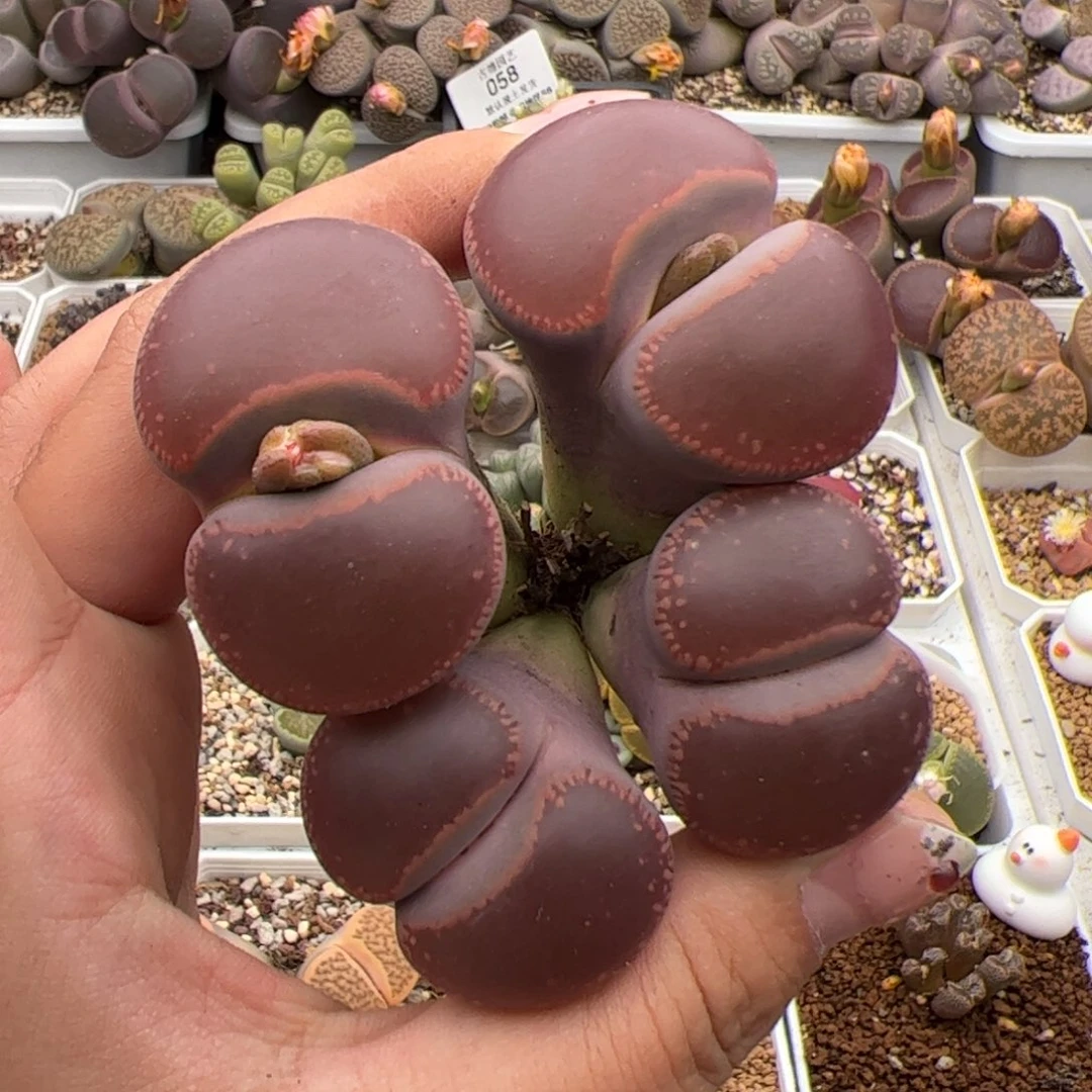 061号日轮 多肉植物