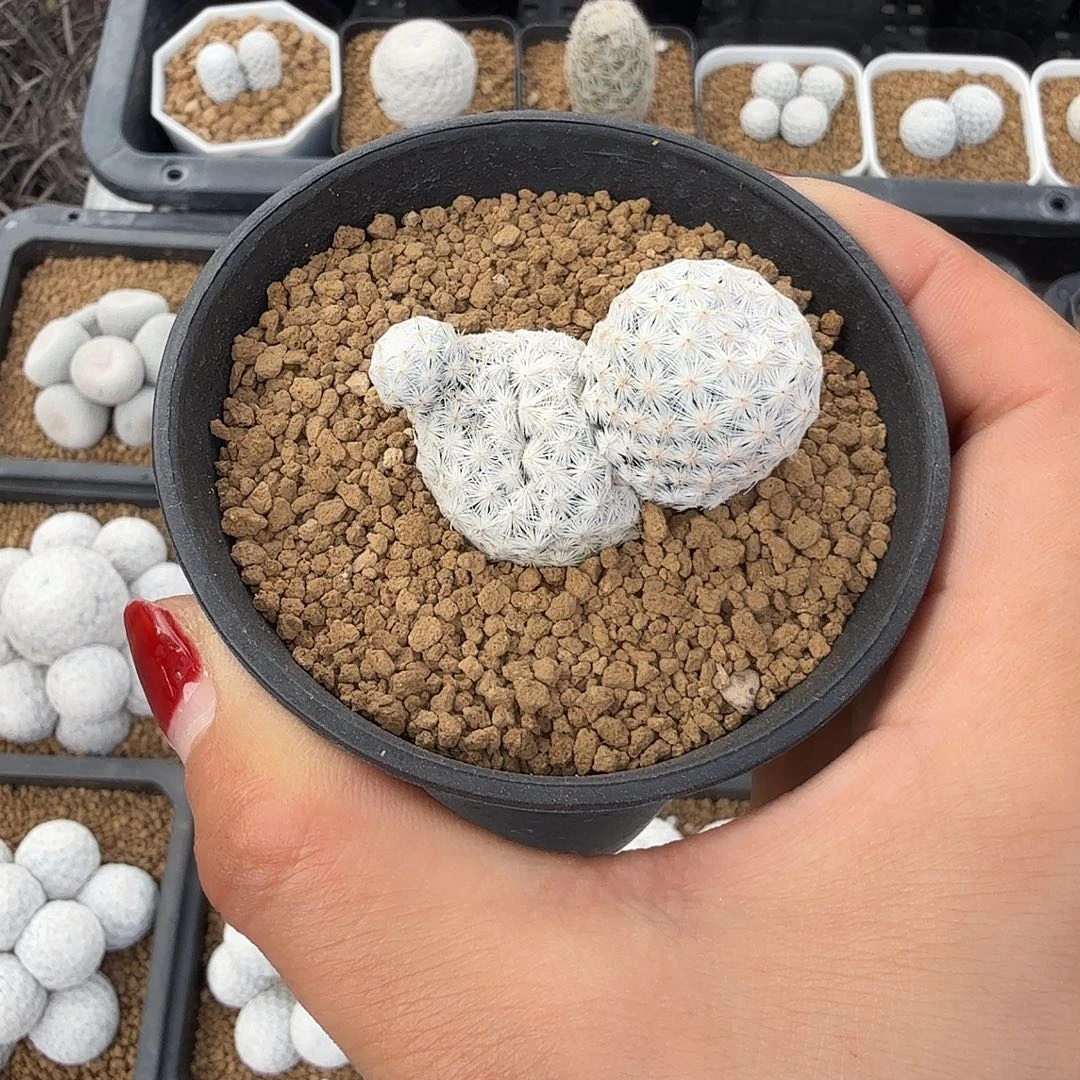 实生白鸟带盆发货