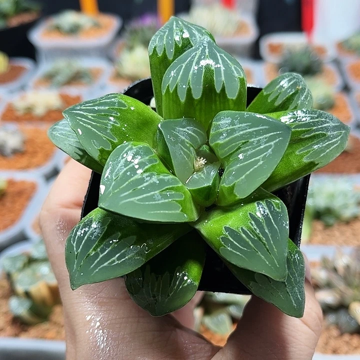 十二卷多肉绿玻璃