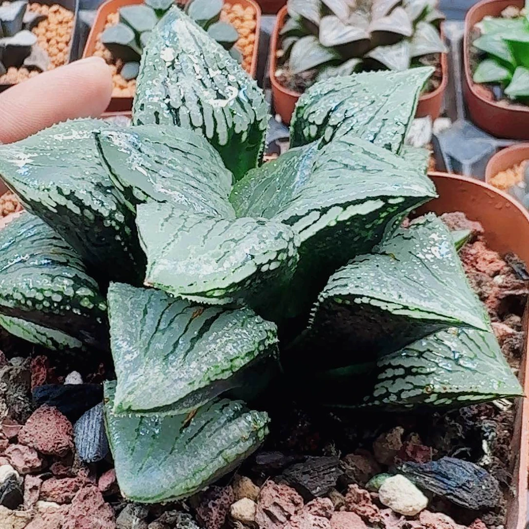 润***石十二卷 马丽丽母本 福利