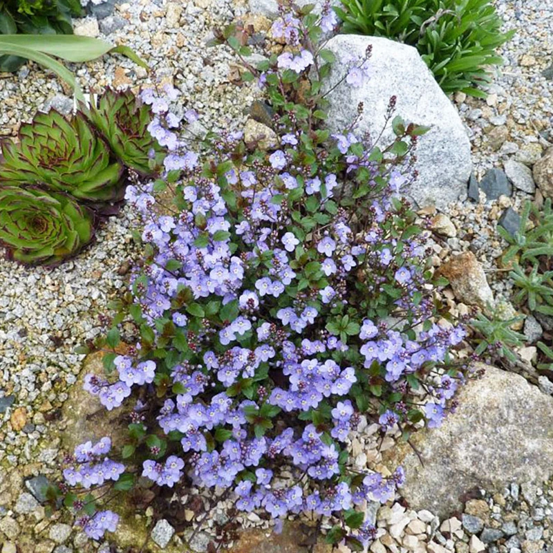 逸棵匍匐婆婆纳花苗多年生耐热耐寒四季种开花阳台窗台盆栽庭院