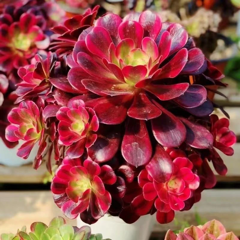 新品倾城美杜莎粉女巫辛尼亚缀化法师多肉植物老桩绿植盆栽花卉