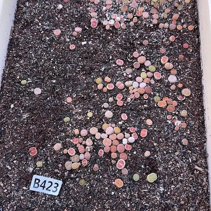 生423石花整筐脱土发货