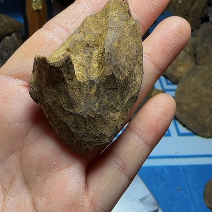 木质母树绿奇陆河包头7克