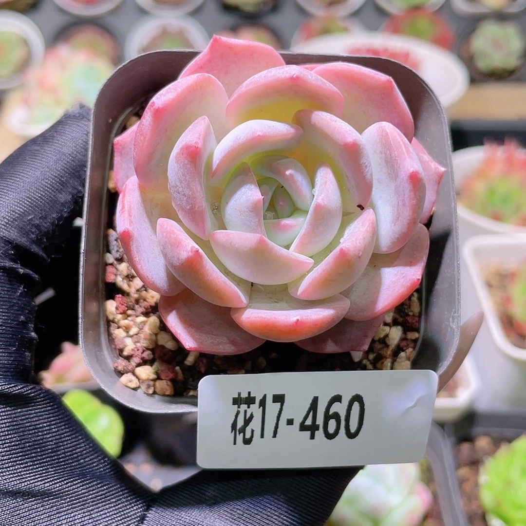 花利美17-460夜莺