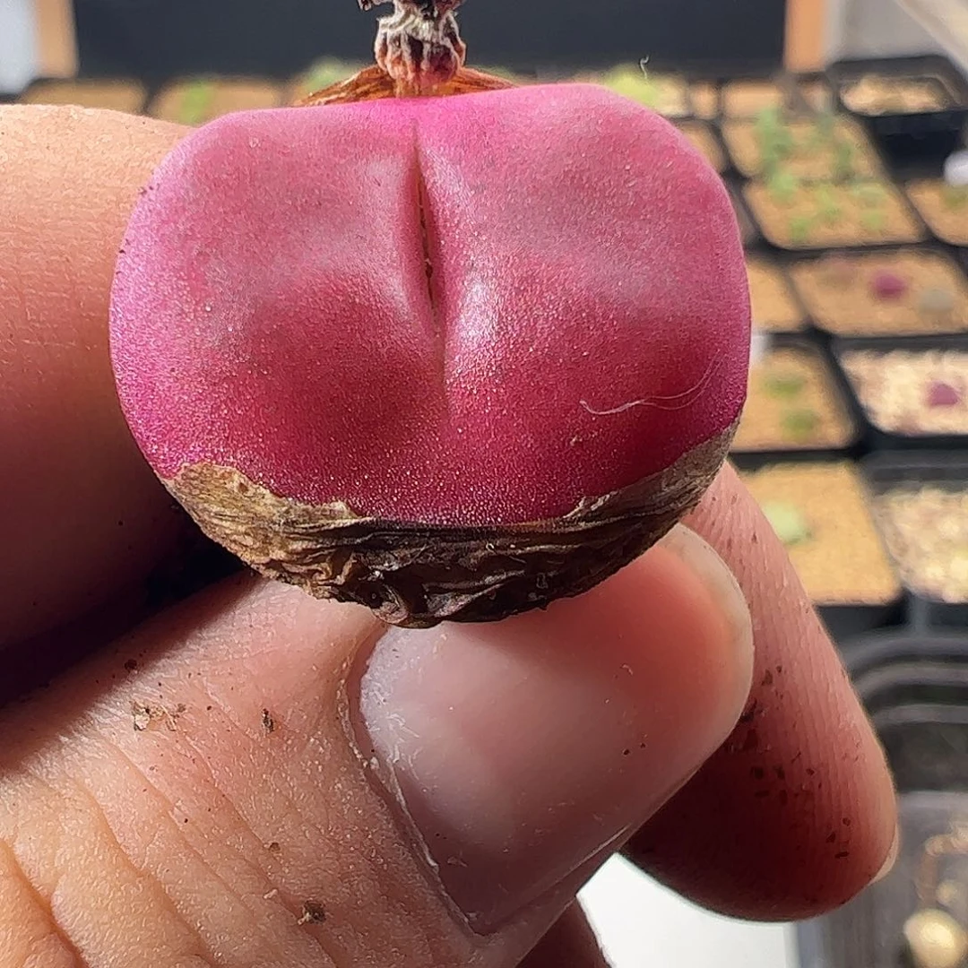 0000456 一物一拍脱土发