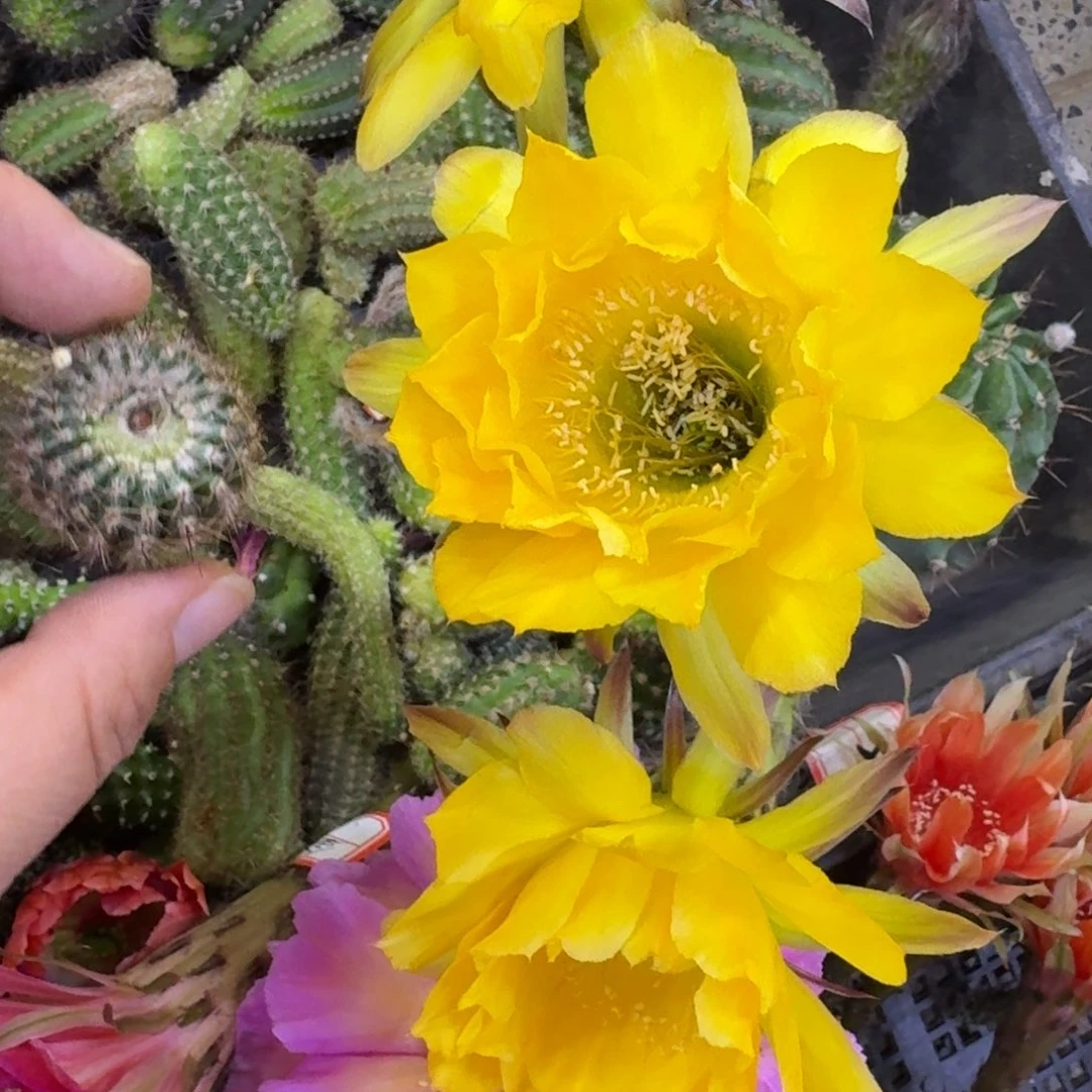 472彩草35歪无根侧牙4公分左右，20包邮