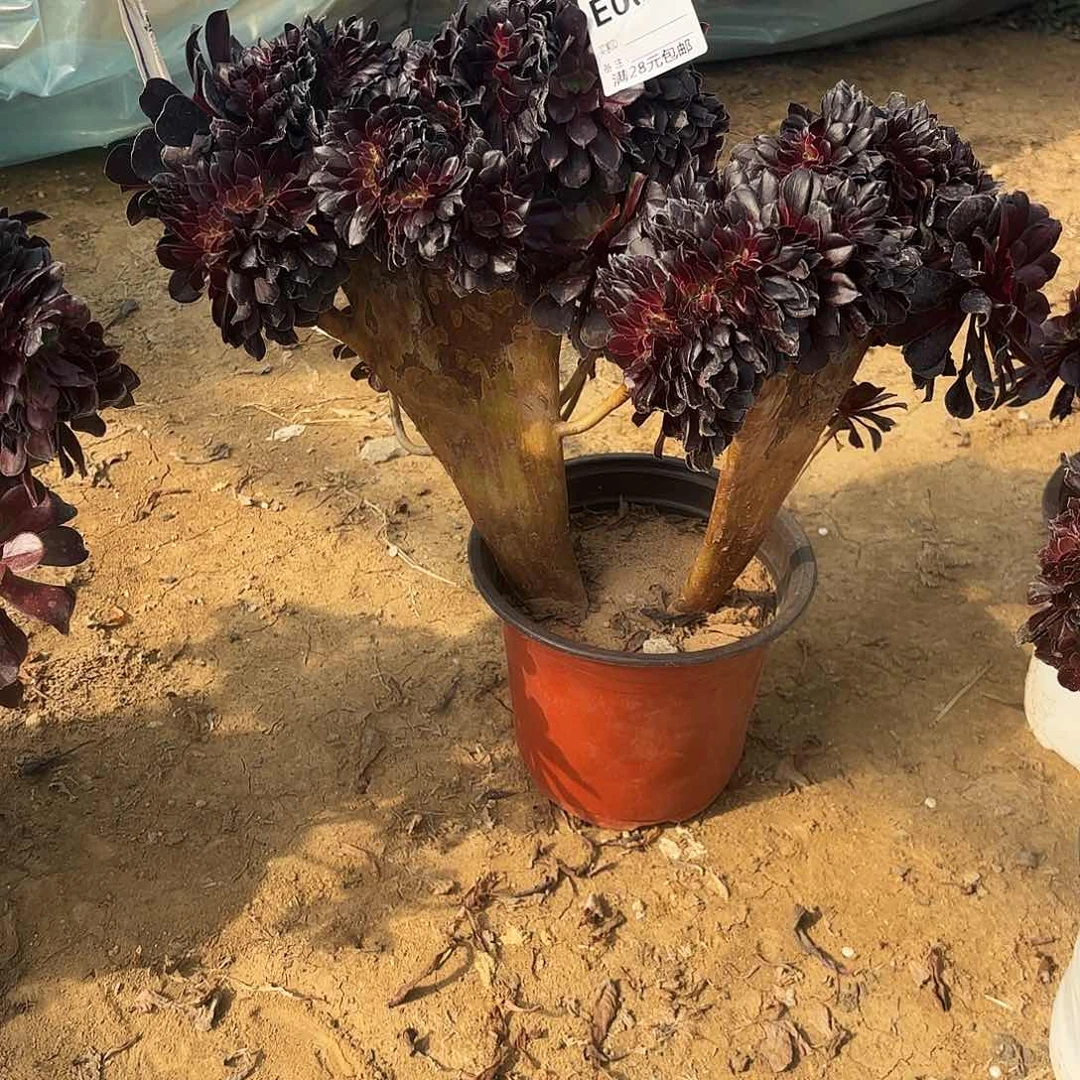 夏004欧子缀多肉植物