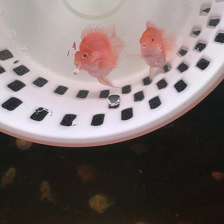 鹦鹉鱼迷你鹦鹉鱼