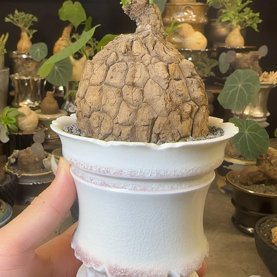 一物一拍老家龙甲龟28