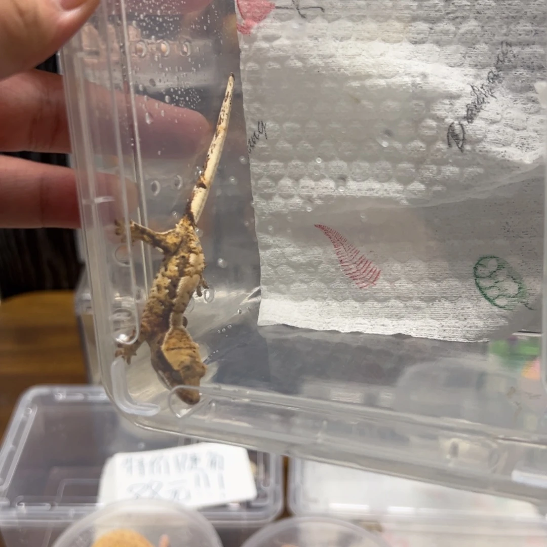 睫角守宫三色奶油