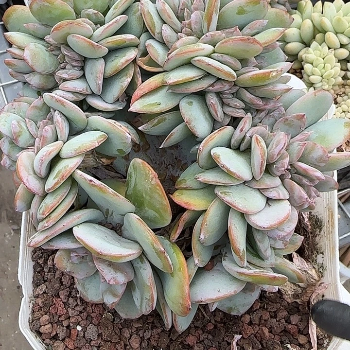 云***。青蛙王子儿童牙膏套装11