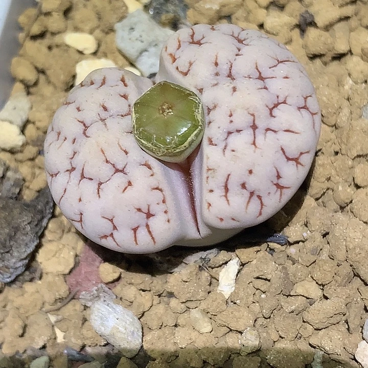 精品多肉植物精品c189