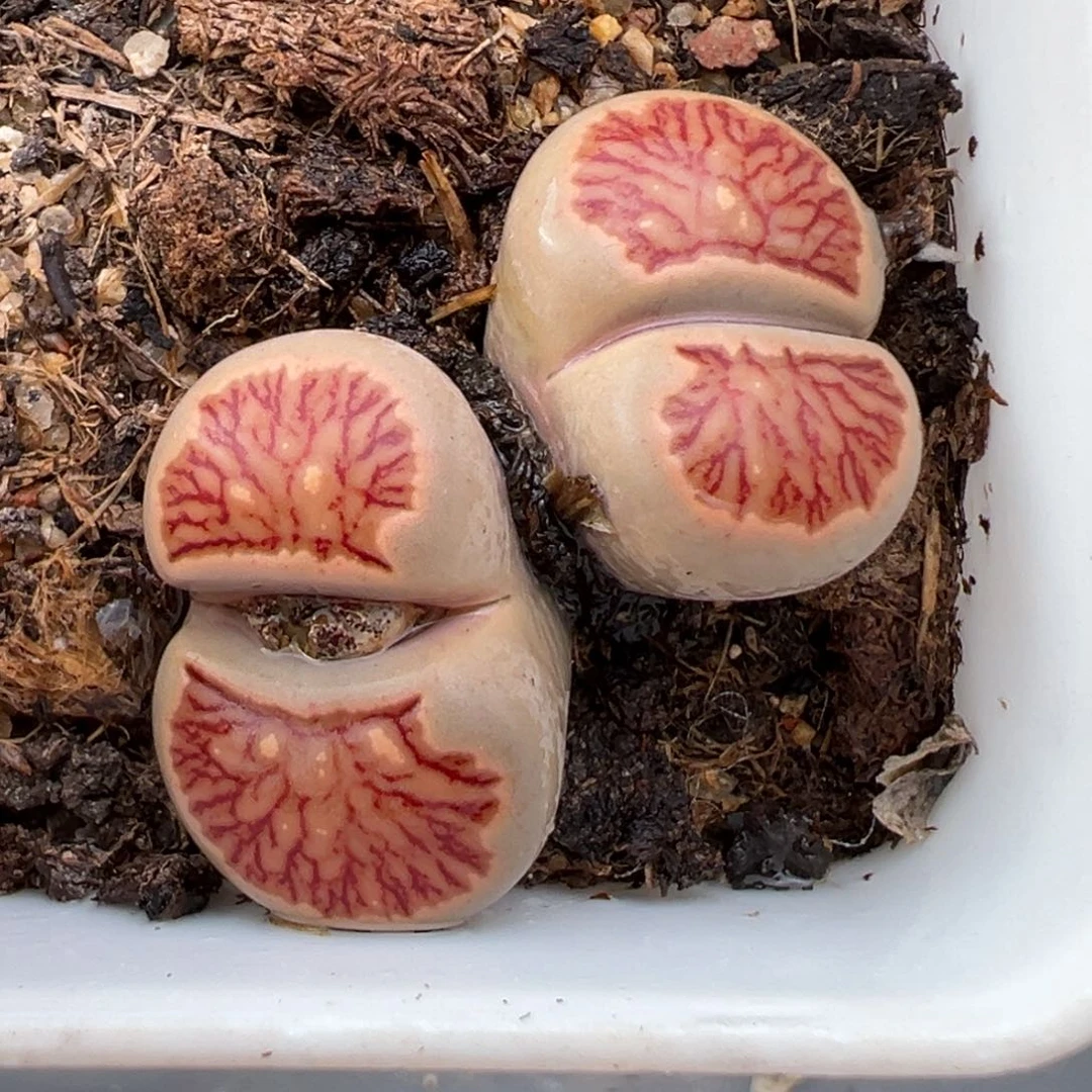 1.22好看的多肉161