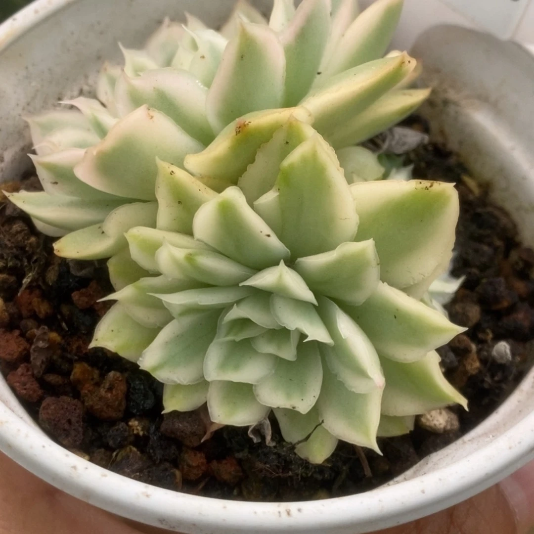 230紫糊蝶锦锦锦锦锦锦锦