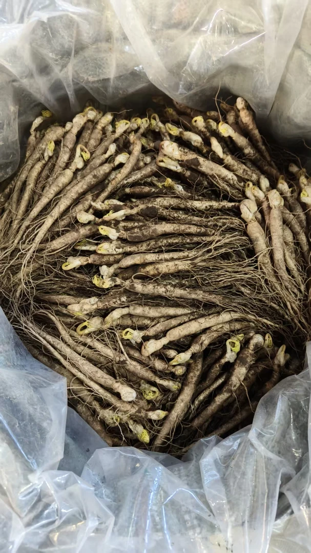 长白山人参苗15支左右 足50克包邮