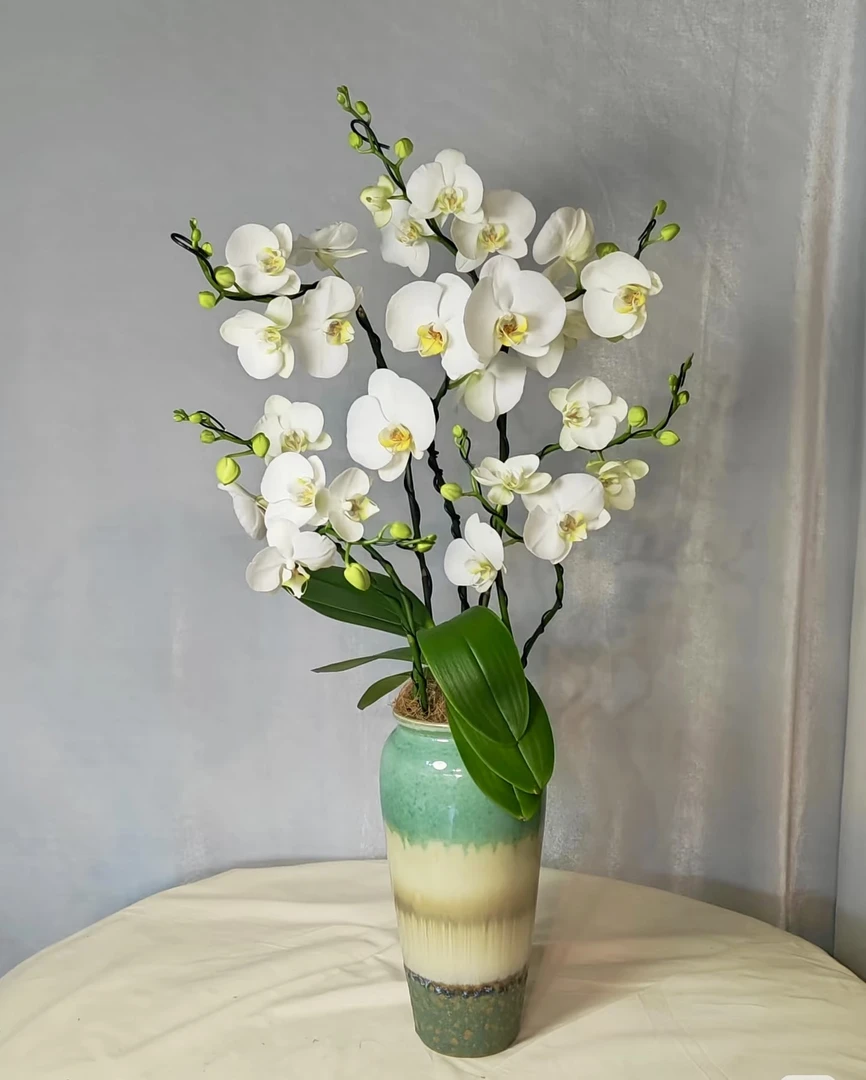 荷兰安祖【诺丁汉】白色大花多支花后苗（花朵不售后）