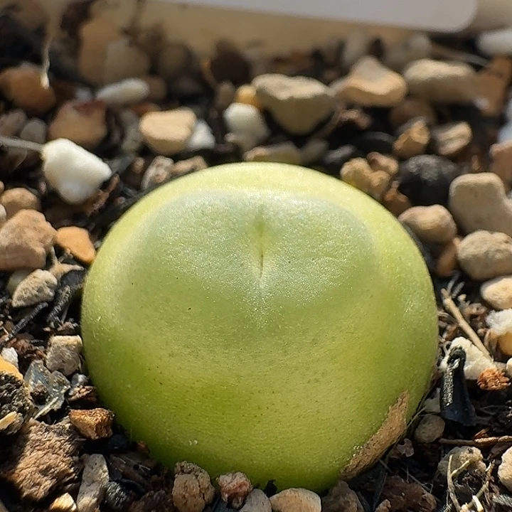 135 紫皮拉登。     肉锥