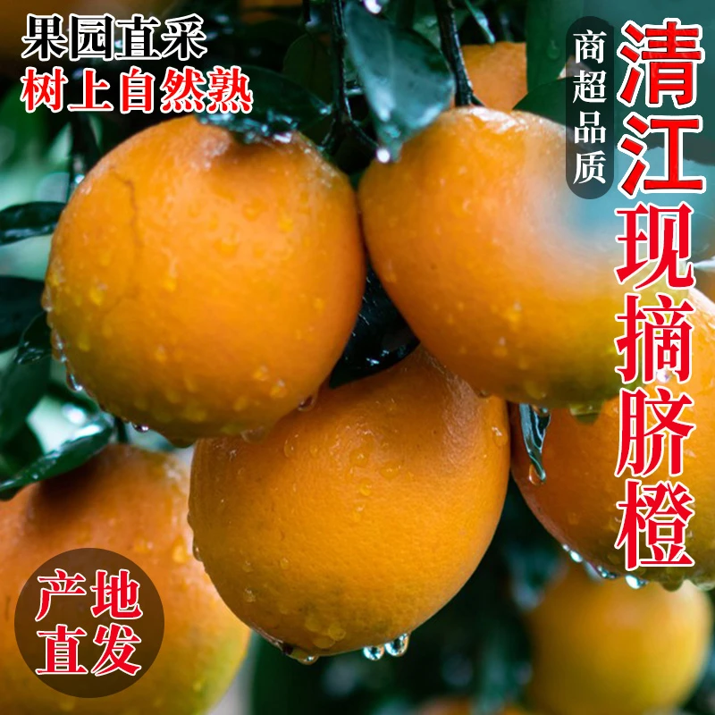 【顺丰包邮赠开橙器】头茬正宗纽荷尔脐橙鲜采现摘现发当季脐橙整箱