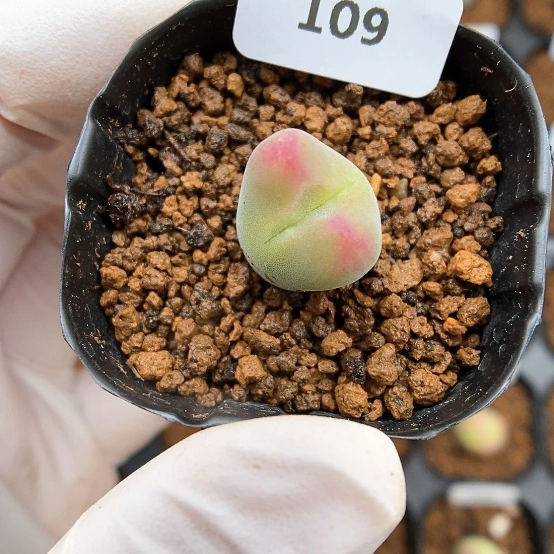 多肉植物A-109 下播福利