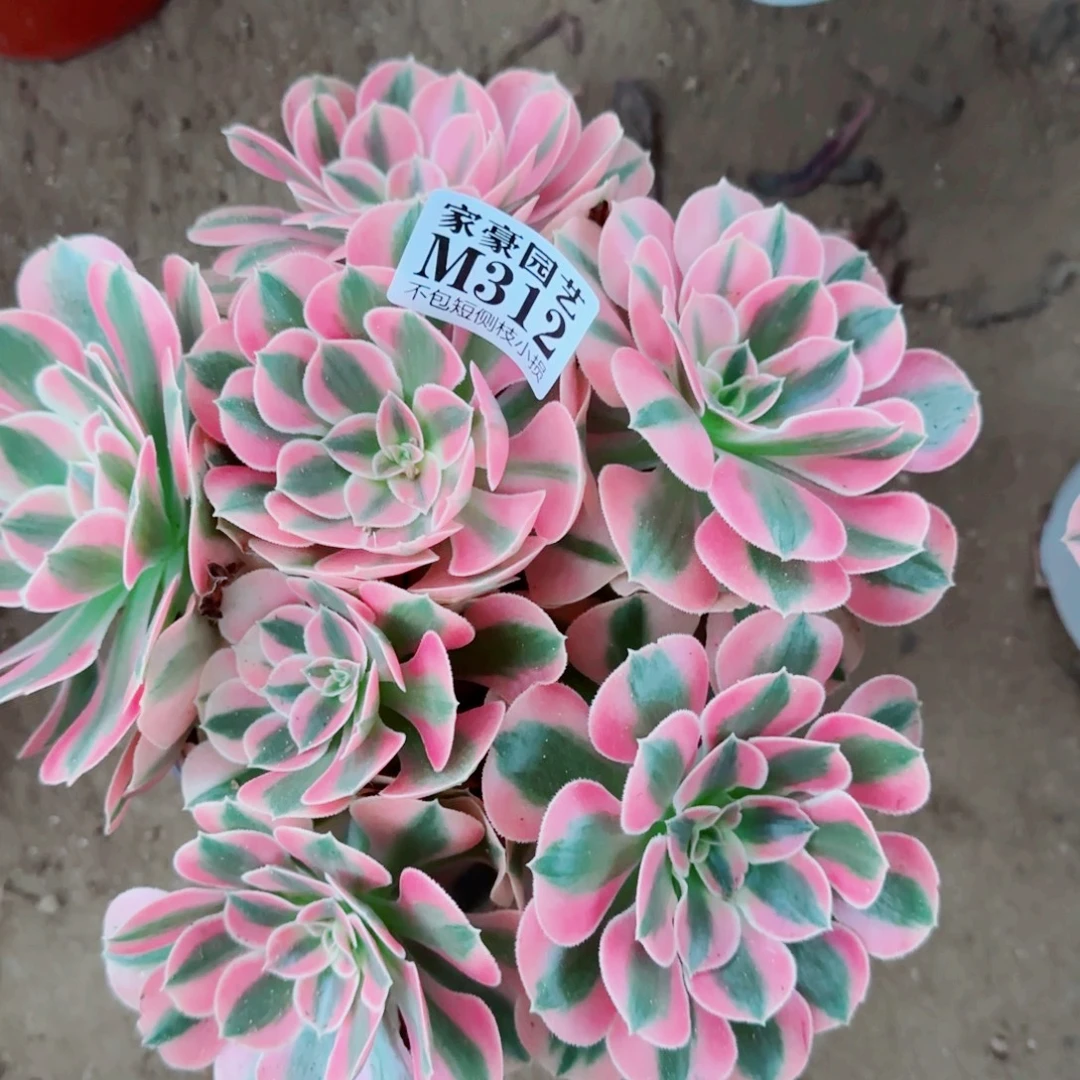 粉女巫法师312冠幅22