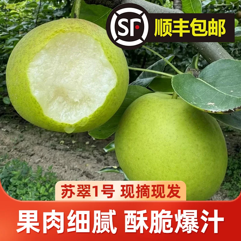 [顺丰包邮]如皋本地苏翠1号 4.5斤 脆梨 现摘现发 脆甜 时令水果