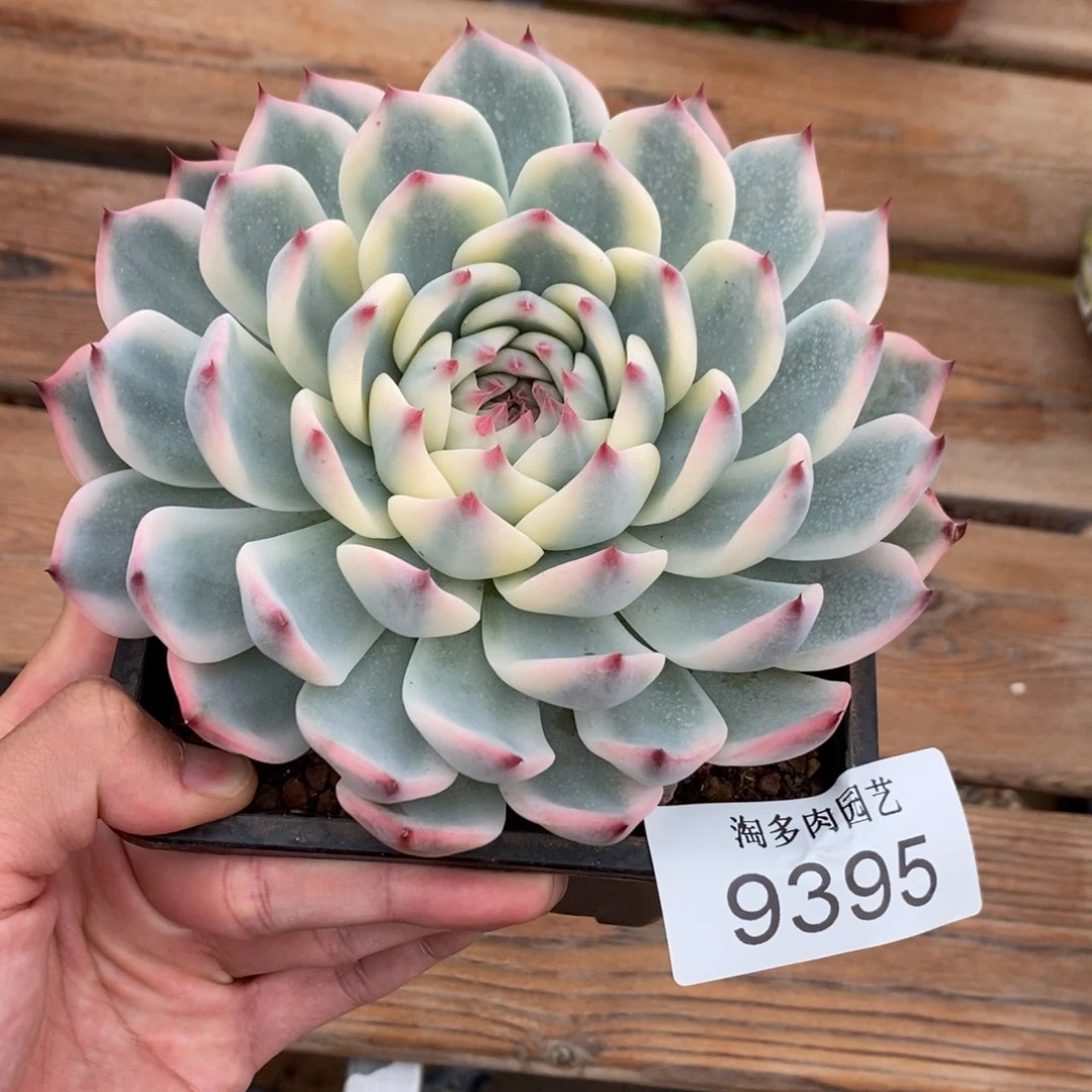 吉娃娃锦多肉植物9395