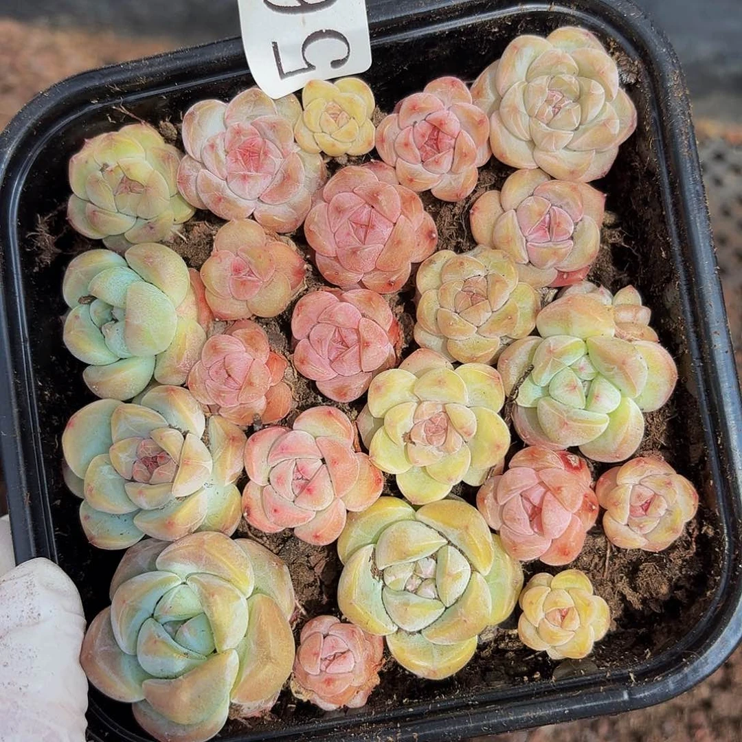 多肉植物多肉植物564