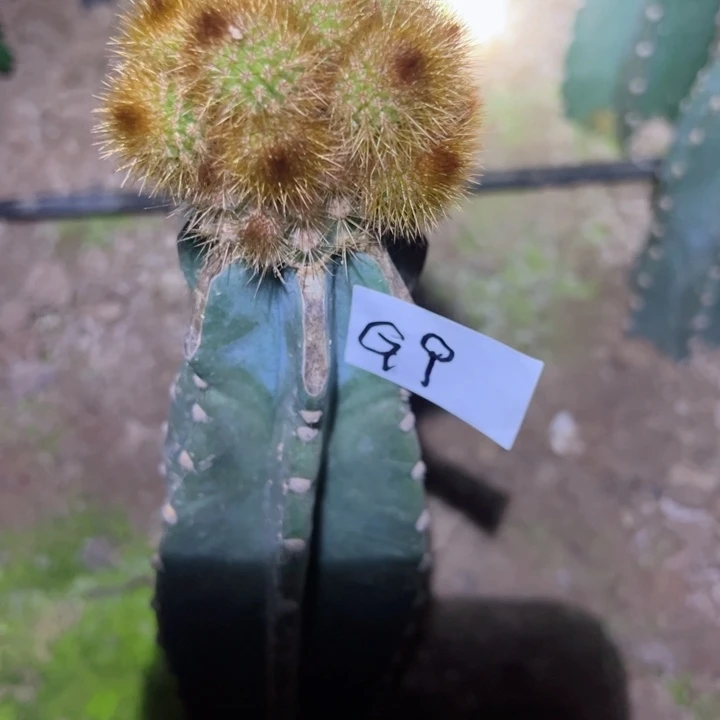 宁*量天尺嫁接金牛女巫68